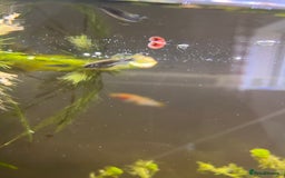 Snails fish for sale: Pink Pearl Ramshorn Snails - Image 2