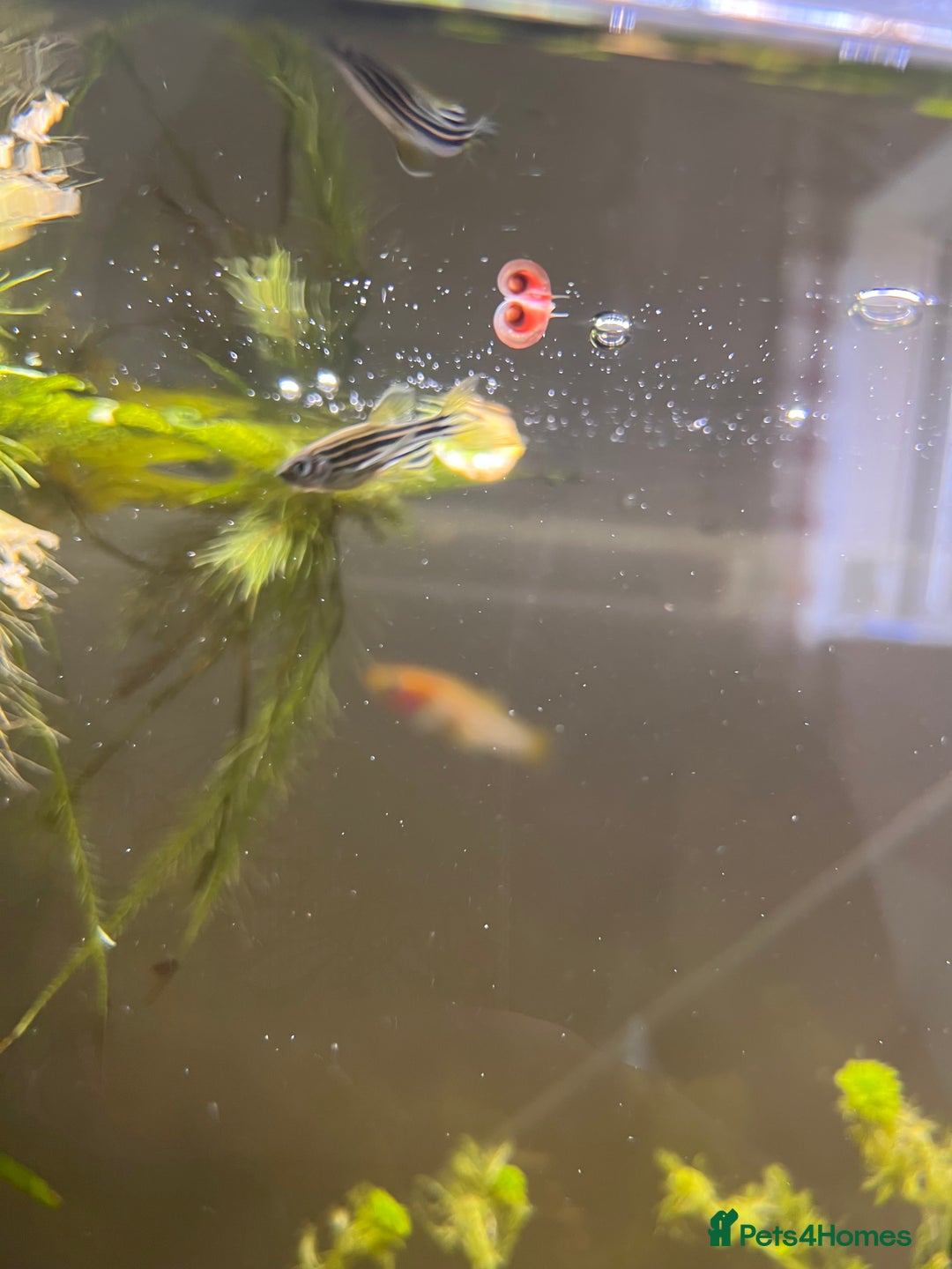 Snails fish for sale: Pink Pearl Ramshorn Snails - Image 2