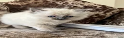 Ragdoll cats for sale: Beautiful Gccf ragdoll kittens  - Advert 7