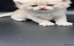 British Shorthair cats for sale: BSH GCCF GOLDEN AND BLUE KITTENS  - Image 24