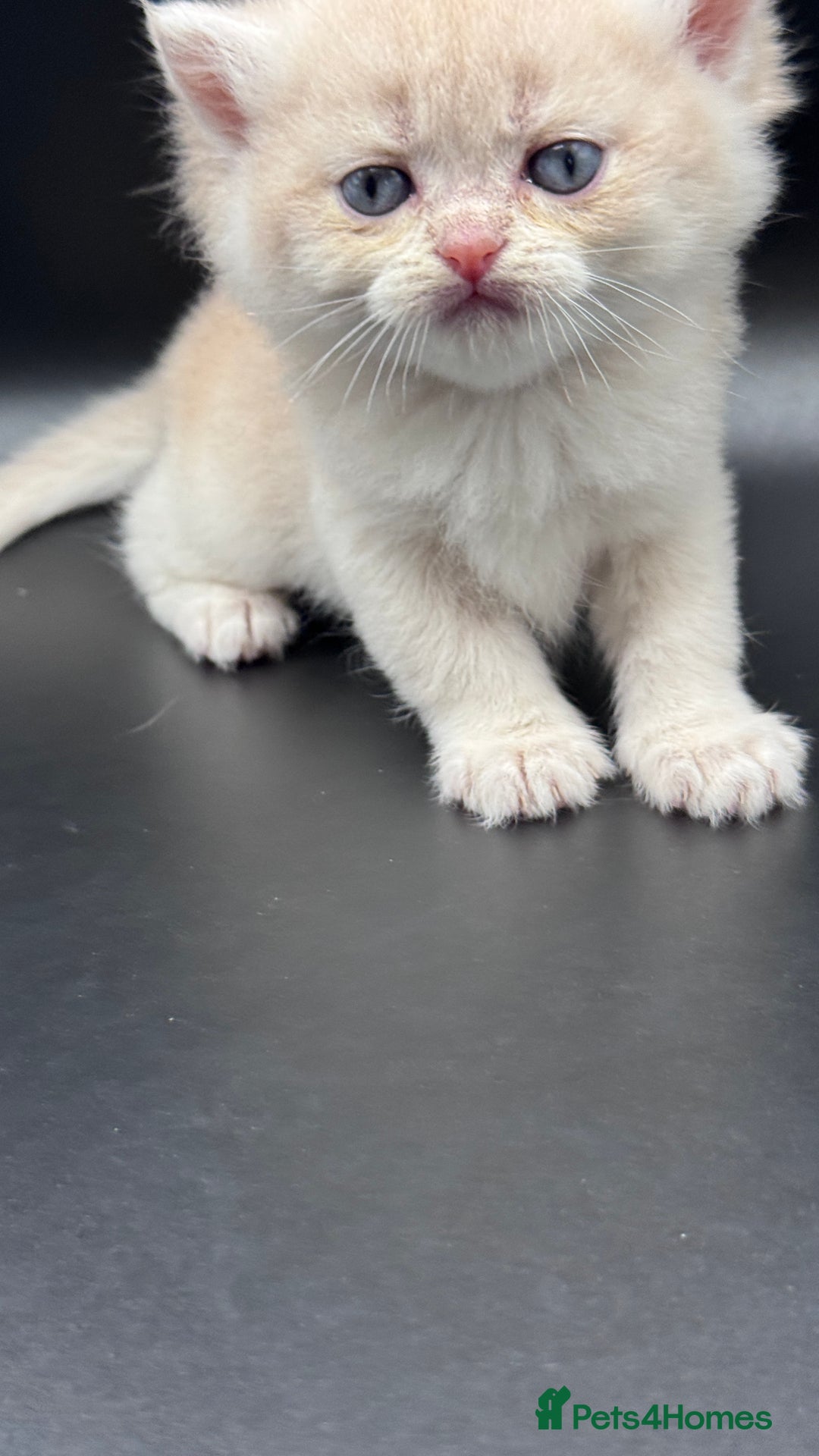 British Shorthair cats for sale: BSH GCCF GOLDEN AND BLUE KITTENS  - Image 24