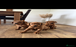Labrador Retriever dogs for sale: KC REG DARK RED LAB PUPPIES  - Image 5