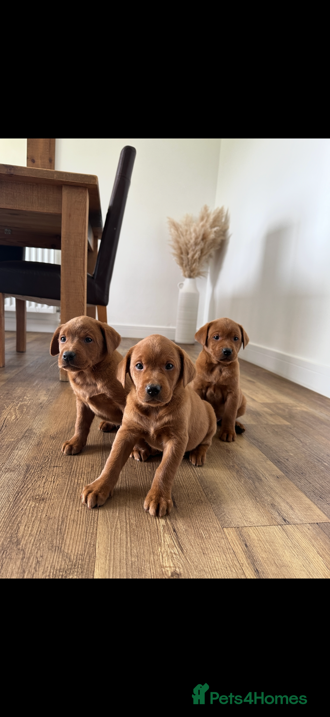 Labrador Retriever dogs for sale: KC REG DARK RED LAB PUPPIES  - Image 5