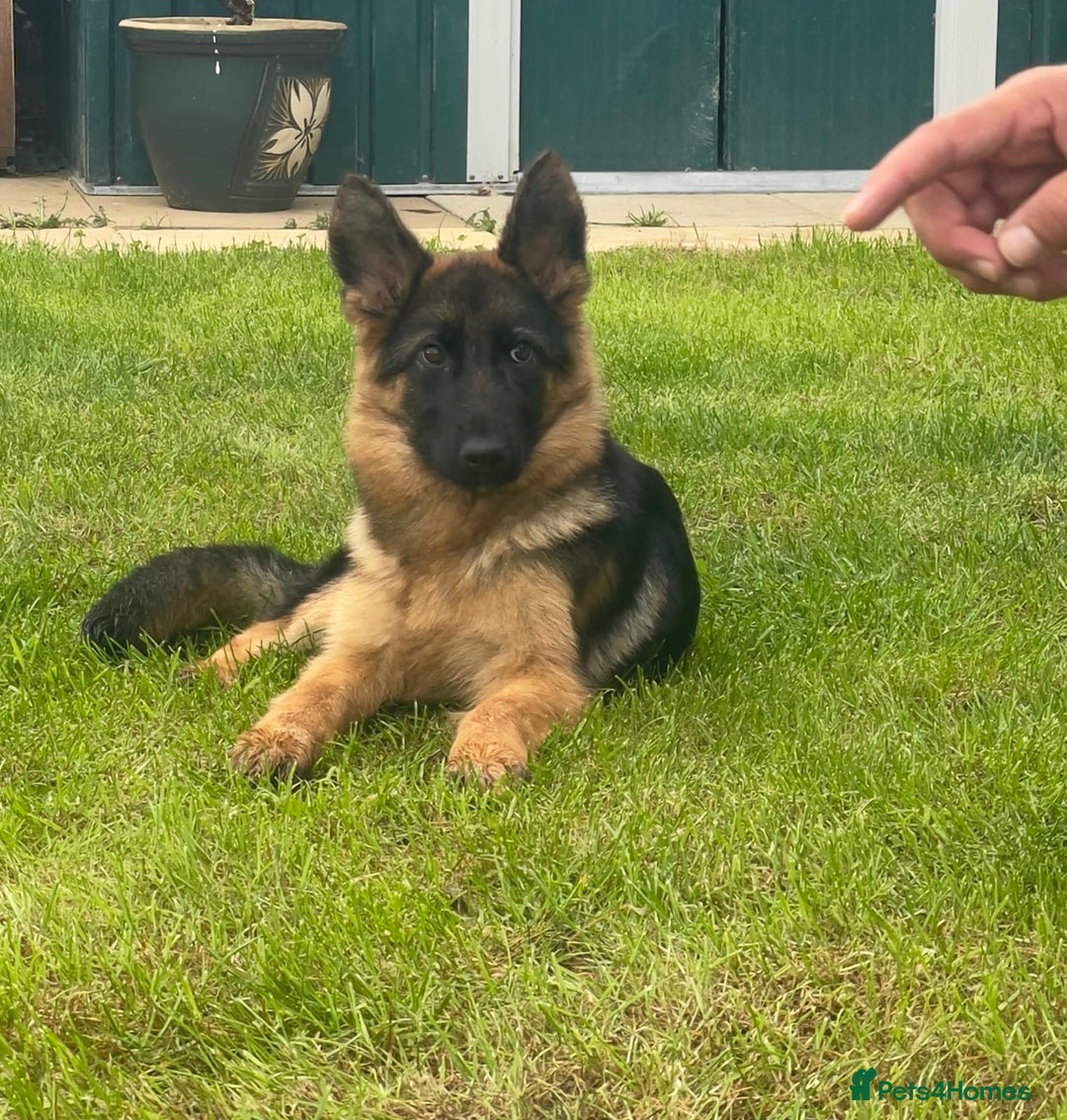 German Shepherd dogs for sale: New Home ASAP – 5-Month-Old German Shepherd  - Image 4