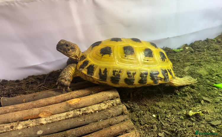 Tortoise reptiles - Advert 8