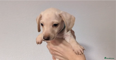 Miniature Dachshund dogs - Advert 9