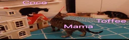 Mixed Breed cats for sale: Playful kittens looking for loving home - Advert 7