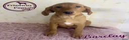 Labrador Retriever dogs for sale: 🧡 Barclay 🧡 Handsome FR Boy 🧡 READY NOW 🧡 - Advert 10