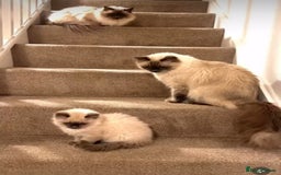 Ragdoll cats for sale: Ragdoll kittens ready the 15th September - Image 12