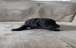 Toy Poodle dogs for sale: KC Tiny Perfect phantom poodles + colours  - Image 9