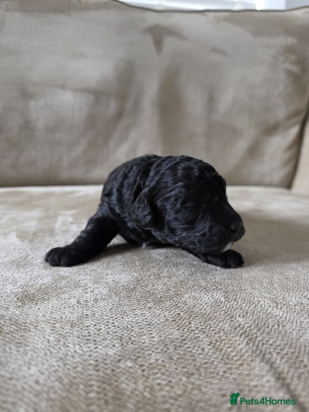 Toy Poodle dogs for sale: KC Tiny Perfect phantom poodles + colours  - Image 9