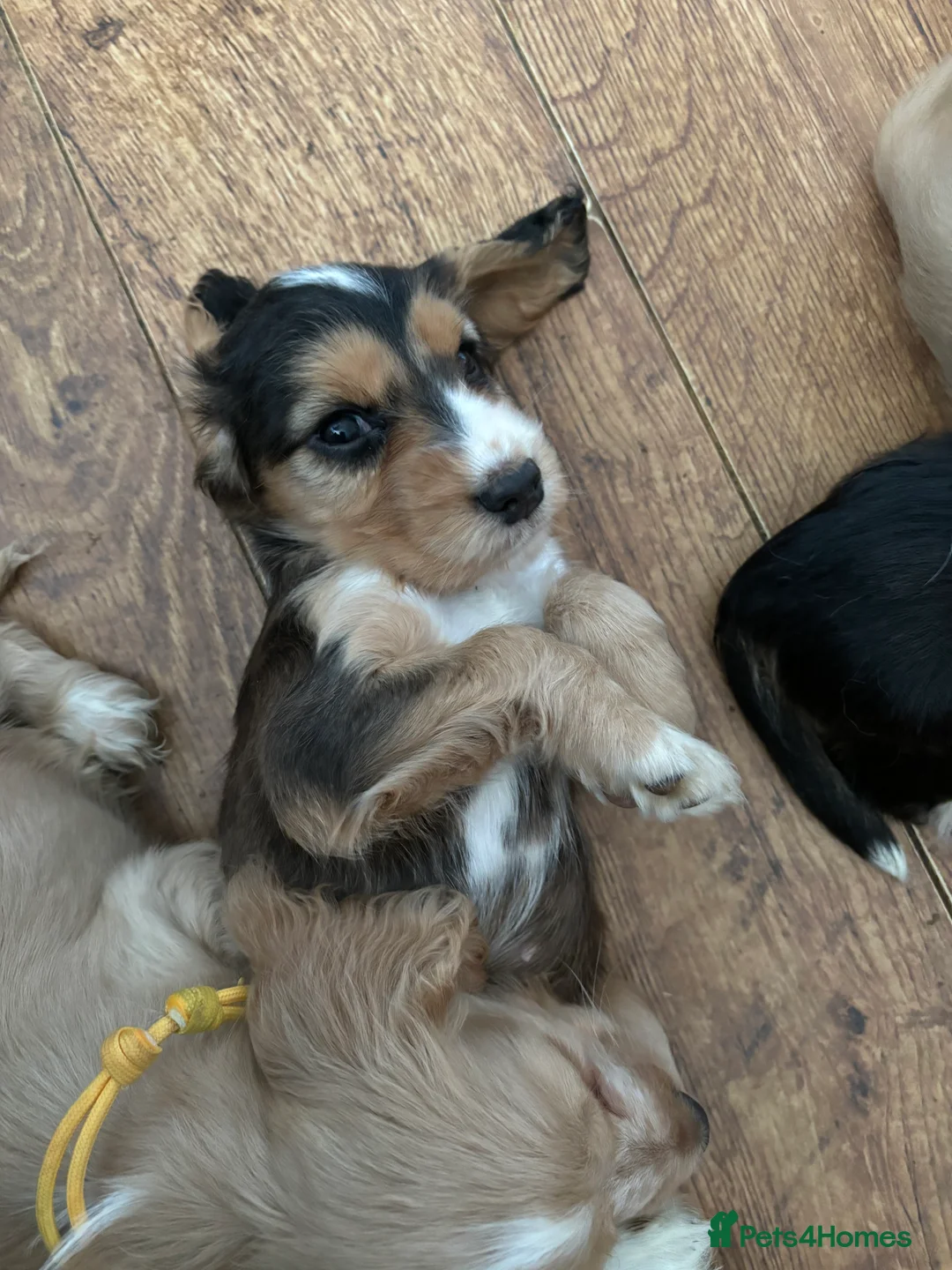 Gallery Image {{count}}