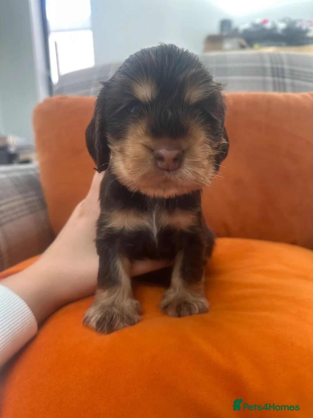 Cocker Spaniel dogs for sale: KC Show Cocker Spaniel Puppies based in Sheffield  in Sheffield - Advert 11