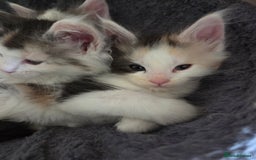 Maine Coon cats for sale: Variety of Maine coon kittens - Image 30