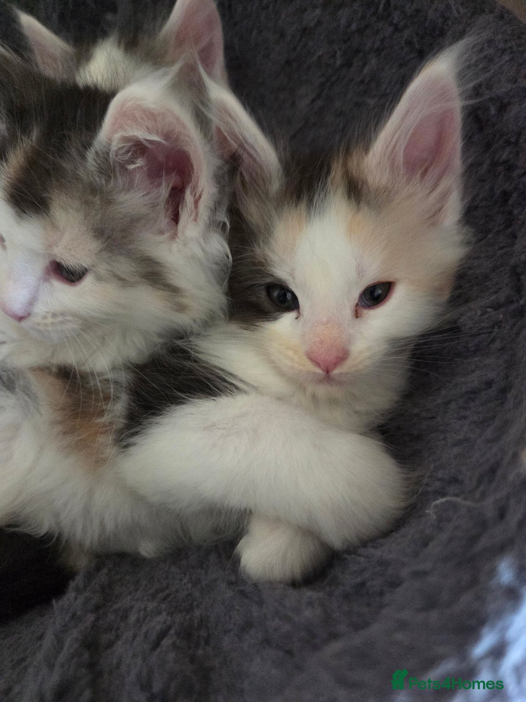 Maine Coon cats for sale: Variety of Maine coon kittens - Image 30