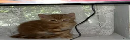 British Shorthair cats for sale: British shorthair in Hounslow - Advert 7
