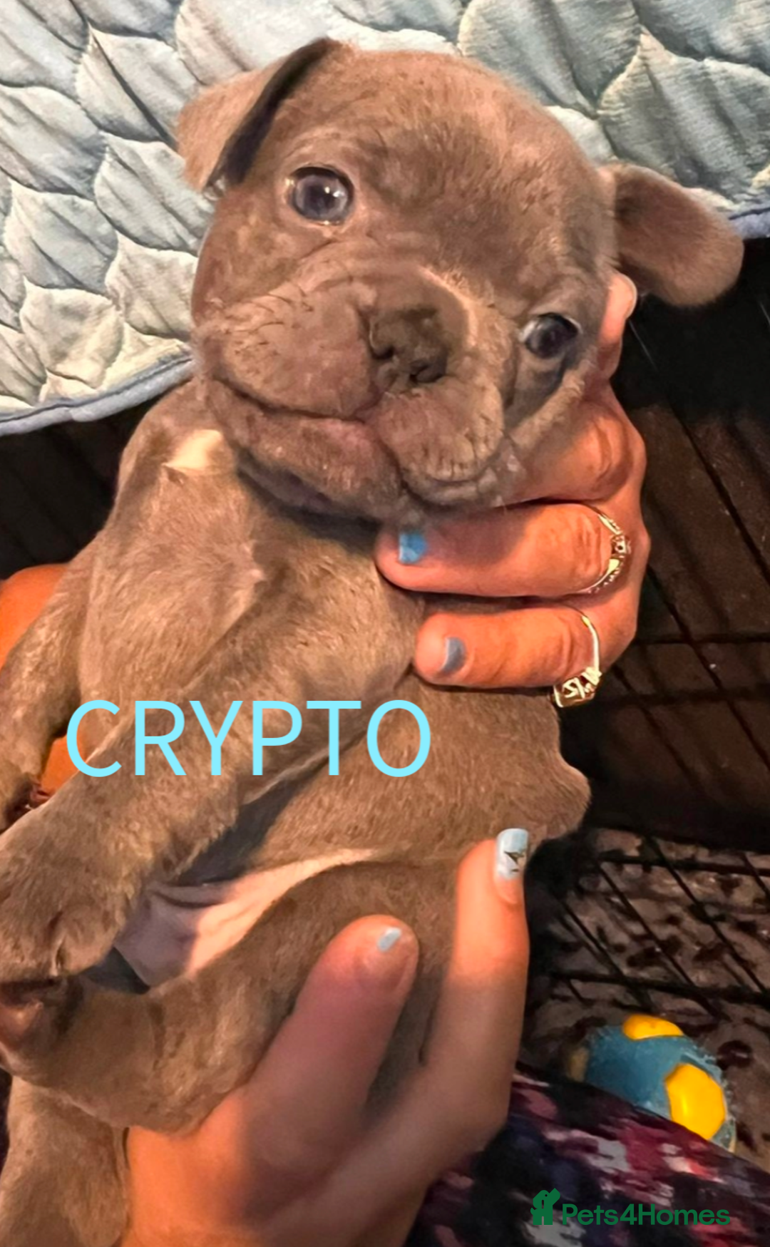 French Bulldog dogs for sale: Stunning French bulldog puppies 🐕 - Image 6