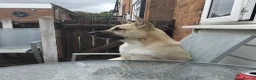 Mixed Breed dogs for sale: Alaskan malamute cross American bulldog  in Worksop - Advert 3