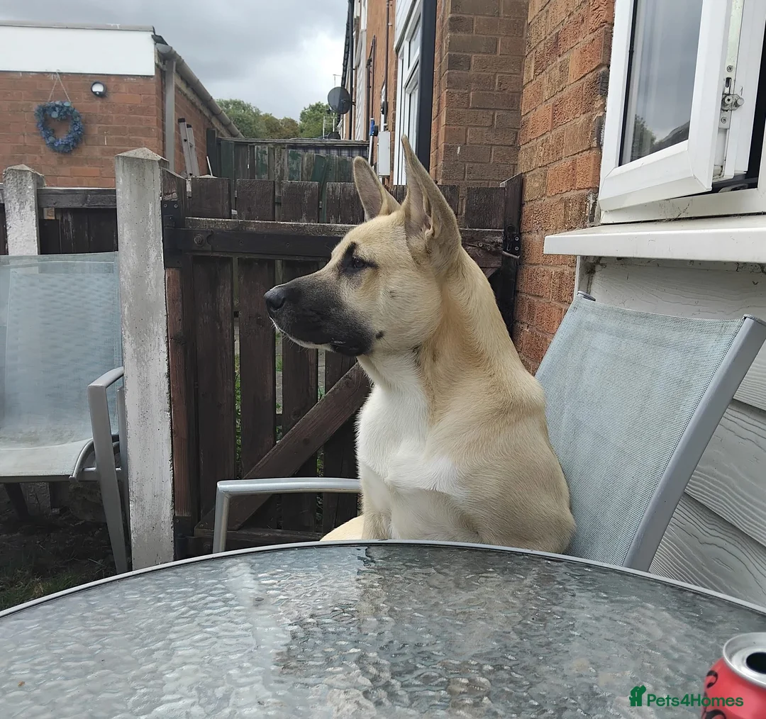 Mixed Breed dogs for sale: Alaskan malamute cross American bulldog  in Worksop - Advert 3