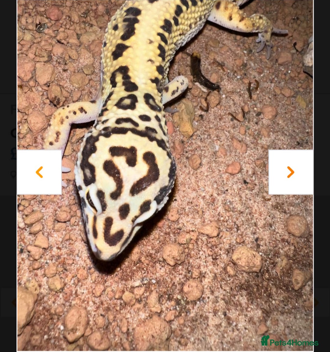 Leopard Gecko reptiles for sale: Leopard Geckos Need Rehoming ASAP - Image 1