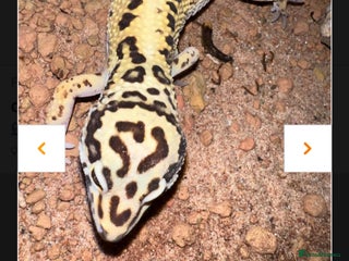 Leopard Gecko reptiles - Advert 1