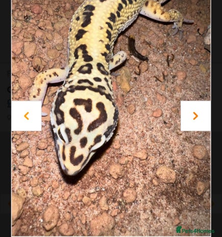 Leopard Gecko reptiles - Advert 1