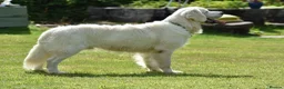 Golden Retriever dogs for stud: Fully health tested, KC reg pale Cream boy  - Advert 5