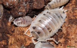 Mixed Breed invertebrates for sale: Dairy cow isopods - Image 1