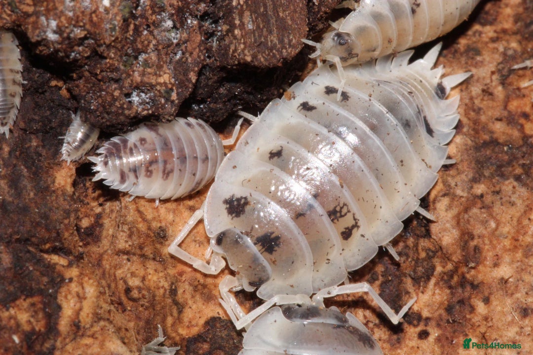 Mixed Breed invertebrates for sale: Dairy cow isopods - Image 1