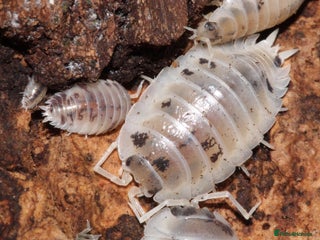 Mixed Breed invertebrates - Advert 12