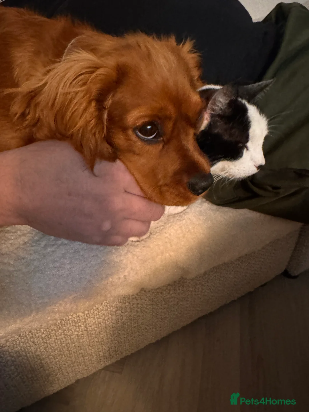 Cavalier King Charles Spaniel dogs for sale: Female KC Cavallier - Advert 4