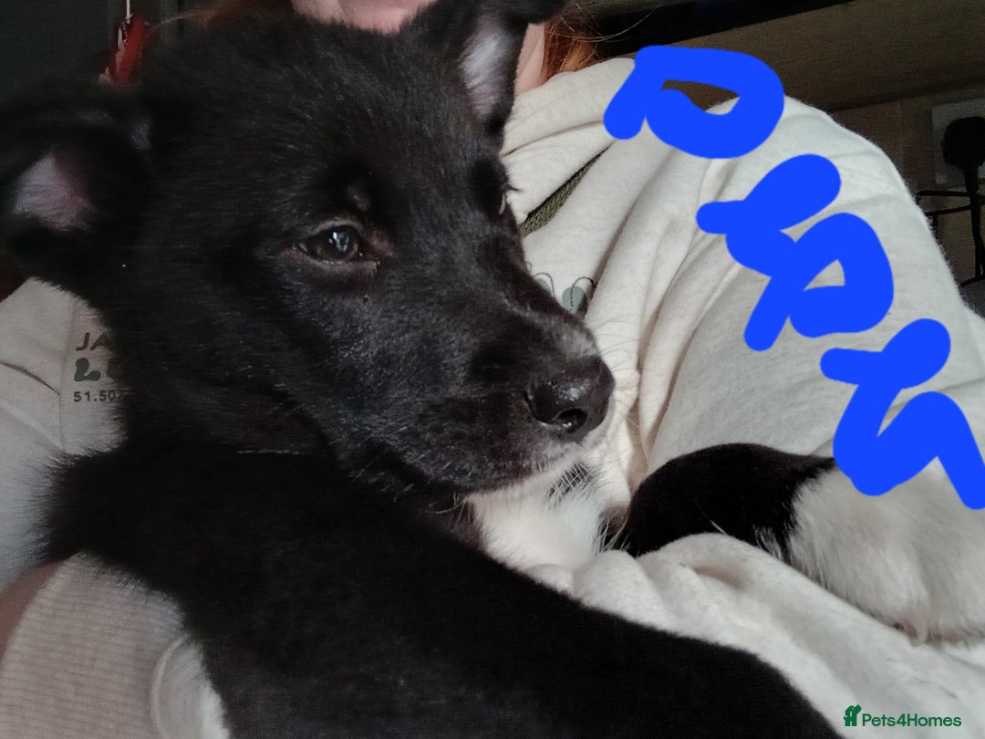 Mixed Breed dogs for sale: Alaskan malamute cross collies puppy's  - Image 2