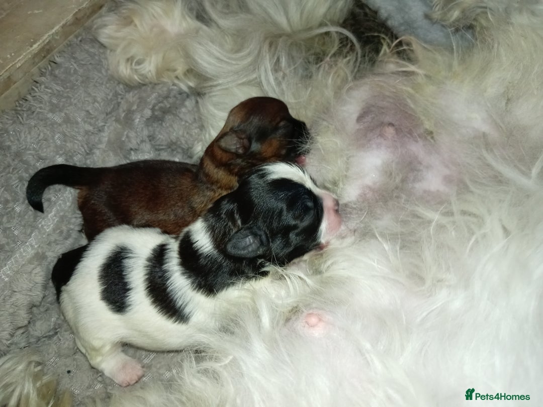 Shih Tzu dogs for sale: Adorable shih tzu puppy's  - Image 5