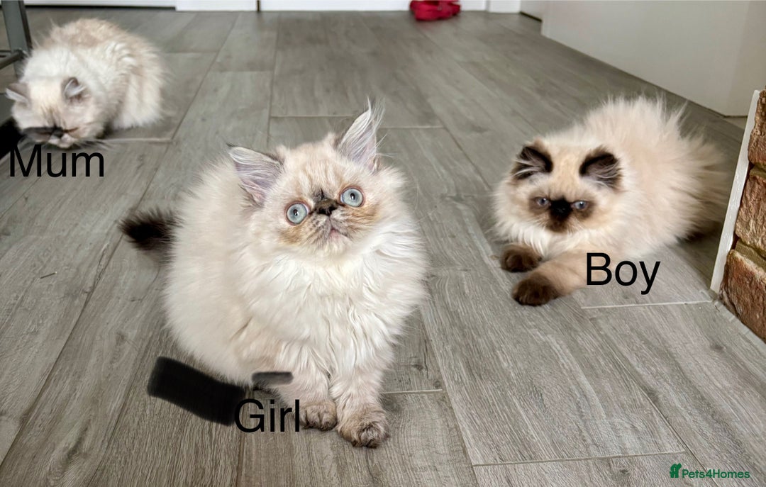 Persian cats for sale: Persian Kittens For Sale ! - Image 7