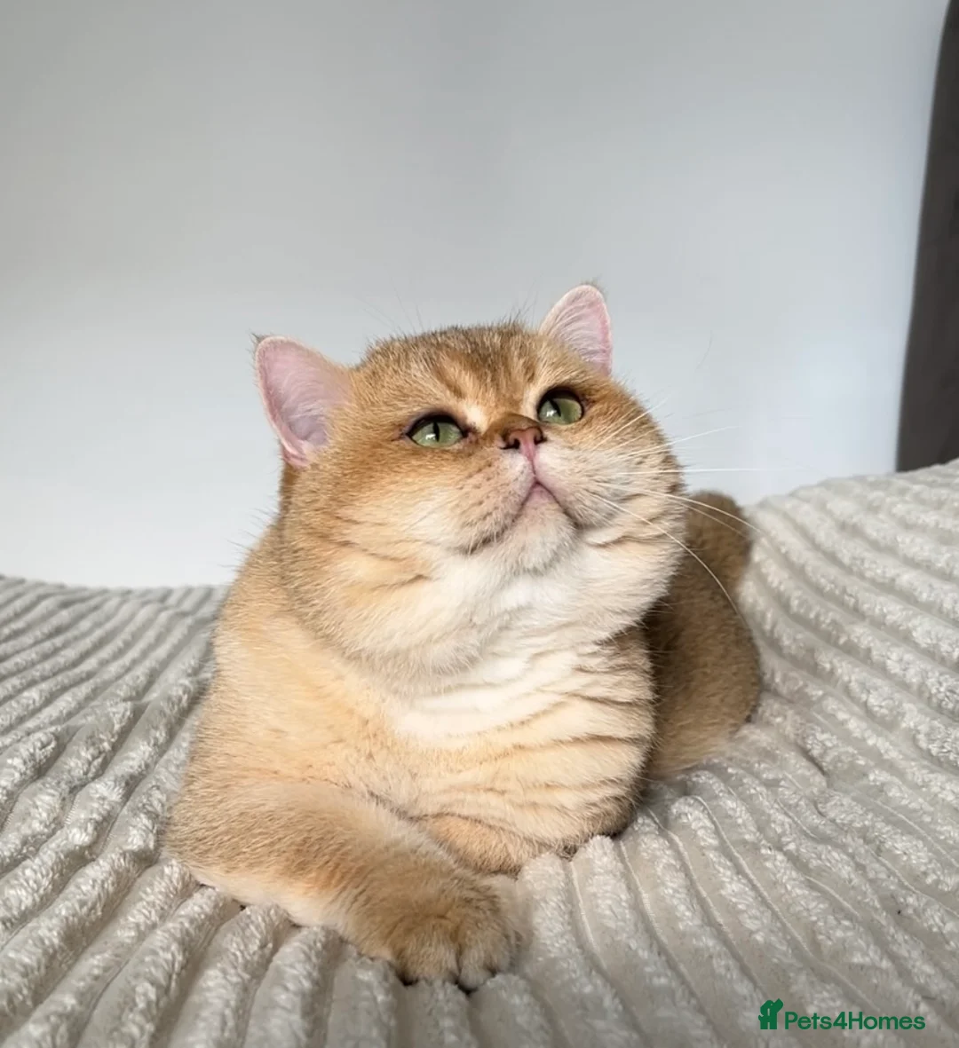 British Shorthair cats for stud: Outstanding Golden Black Shaded Boy for Stud - Advert 1