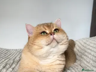 British Shorthair cats Outstanding Golden Black Shaded Boy for Stud - Advert 1