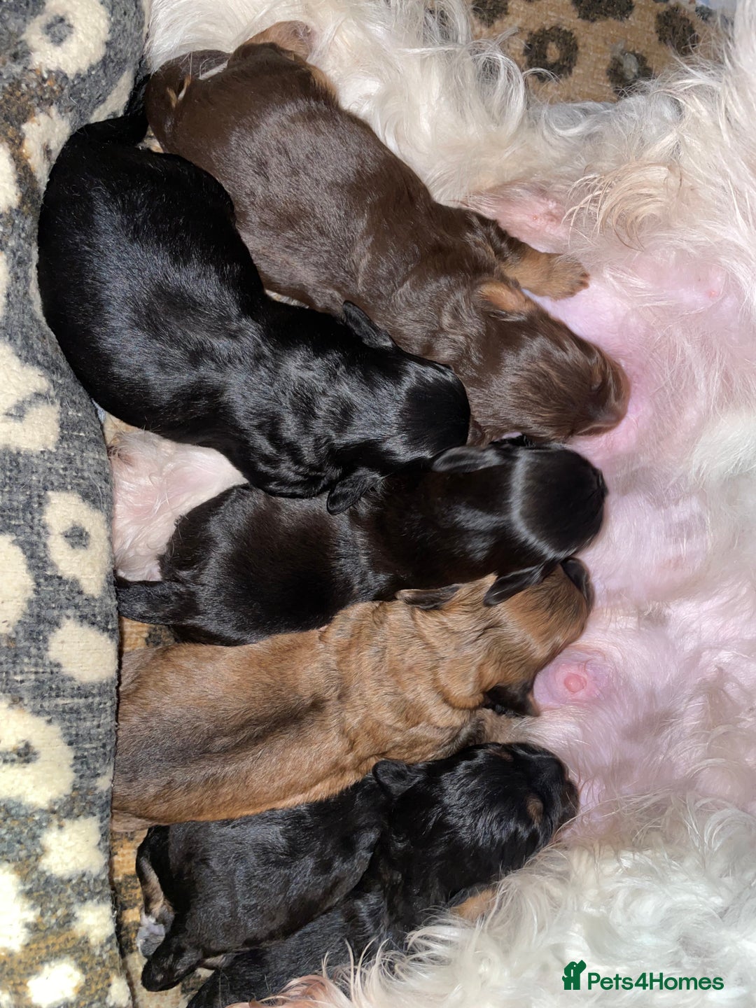 Mixed Breed dogs for sale: Shihpoo x Cockapoo Puppies 🐶  - Advert 3