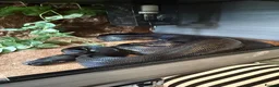 Boa Snake reptiles for sale: Ghost devil boa  - Advert 3