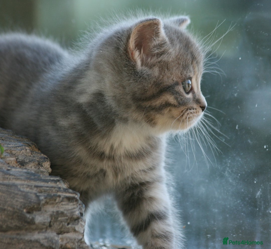 Exotic cats for sale: Exotic cross kittens - Advert 22