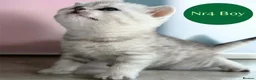 Scottish Fold cats for sale: 4 Pedigree Scottish Fold/Straight Kittens - Advert 24