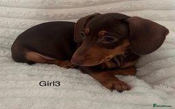 Miniature Dachshund dogs for sale: Gorgeous miniature dachshunds  - Image 7