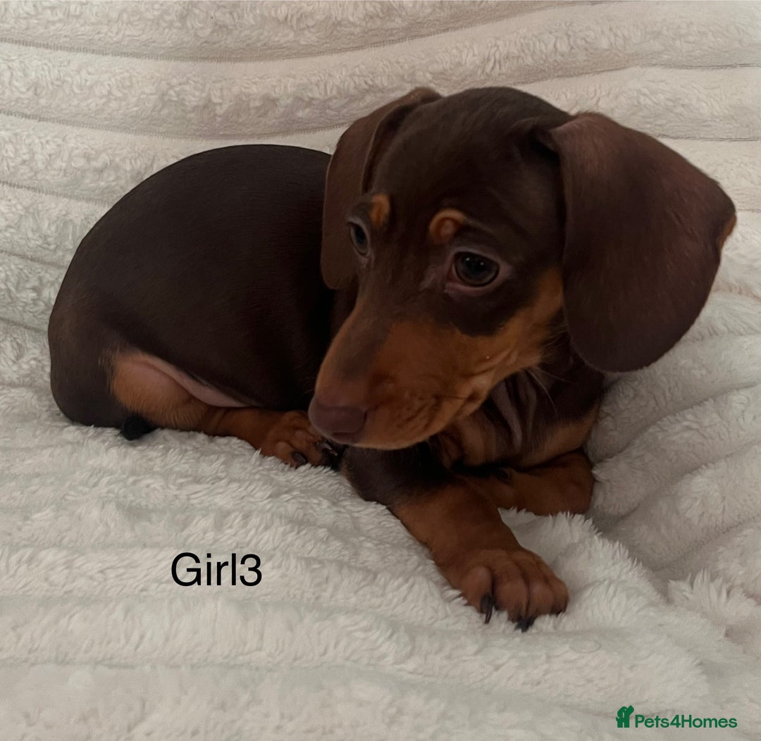 Miniature Dachshund dogs for sale: Gorgeous miniature dachshunds  - Image 7