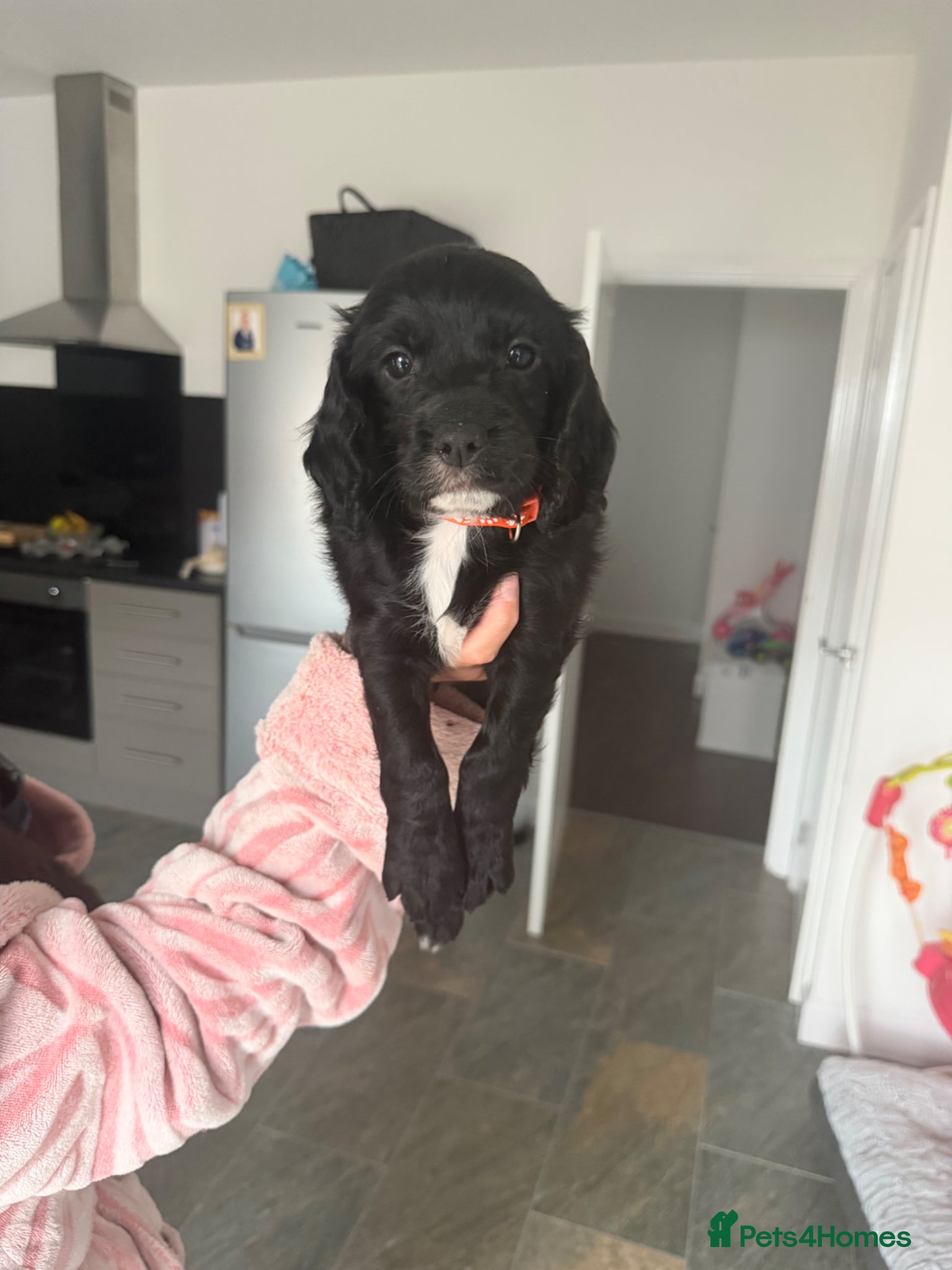 Cocker Spaniel dogs 1 beautiful boys left ⭐ cocker spaniels - Advert 4
