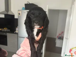 Cocker Spaniel dogs 1 beautiful boys left ⭐ cocker spaniels - Advert 2