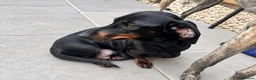 Miniature Dachshund dogs for sale: Adorable miniature dachshund puppies - Advert 2