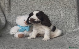 Cocker Spaniel dogs for sale: Ready Now! KC Show Type Cocker Spaniel Pups  - Image 23
