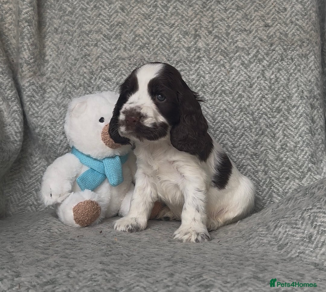 Cocker Spaniel dogs for sale: Ready Now! KC Show Type Cocker Spaniel Pups  - Image 23