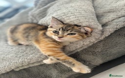 Ragdoll cats for sale: Mixed Ragdoll QUEEN💛 - Image 1