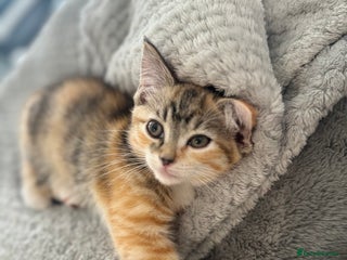 Ragdoll cats - Advert 3