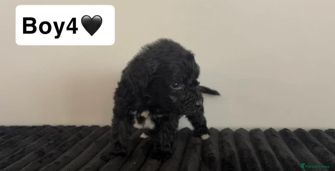 Cockapoo dogs for sale: Cockapoo puppies  - Advert 21